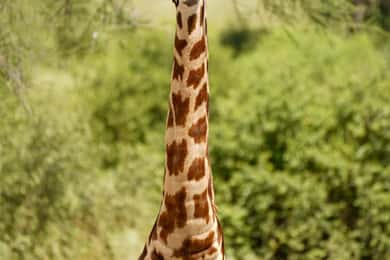 Nairobi: 2-Day Fly-In Safari to Arusha & Ngorongoro Crater