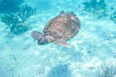 Halfdaagse tour snorkelen met schildpadden & Cenote