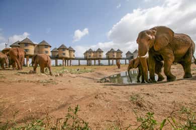Overnight Safari To Saltlick Lodge from Mombasa or Diani