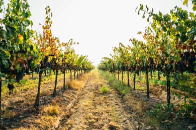 From Matera: Half-Day Wine Tour to Ginosa with Tasting