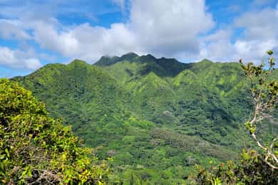 Honolulu: Hawaiian Volcanic Rainforest Hike