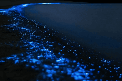 Auckland: Passeio de caiaque noturno com aulas de bioluminescência