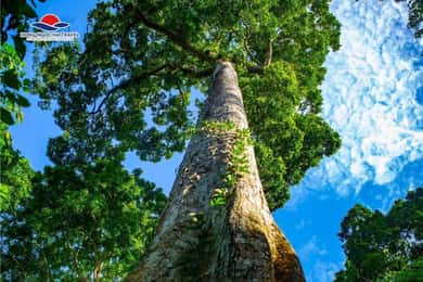 Cuc Phuong National Park Private Tour From Hanoi Old Quarter