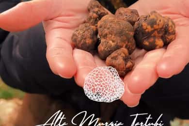 Truffle hunting with tasting or lunch