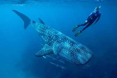 Playa del Carmen: Swim next to Whale Shark
