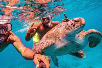 From Mindelo: São Vicente's Enchanting Sea Turtle Snorkeling