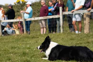 Dingle: Private Sheepdog Show, Beehive Huts & Petting Farm