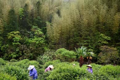 Wuyishan : 3 jours de culture du thé et de rafting en bambou