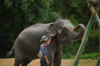 Elephant Habitat Park Feeding Entry & Rafting Van Transfer
