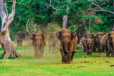 Parco nazionale di Udawalawe: biglietto d'ingresso con jeep