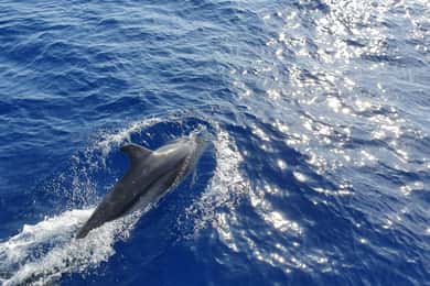 Mallorca: 2-stündige Delfinbeobachtungstour & Glasbodenboot