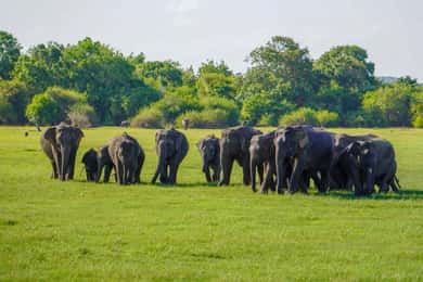 Minneriya: National Park Elephant Safari with Hotel Pickup