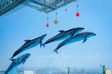 Fukuoka: Marine World Uminonakamichi E-Tickets
