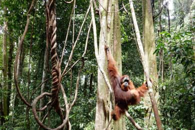 Vanuit Medan: 4 daagse tour naar Bukit Lawang incl. jungle trek