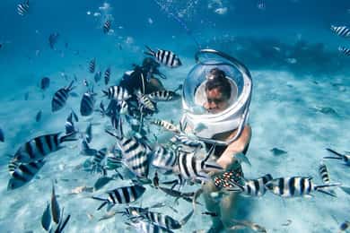 Mauritius: 3 aktiviteter + Ile aux Cerfs båttur med BBQ