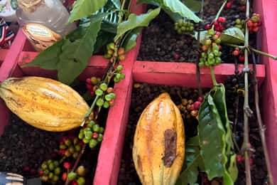 Buggy-tur i Punta Cana: Mamajuana - kaffe - svømning i Cenote og Macao Beach