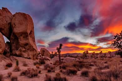 Joshua Tree National Park Day Tour from Los Angeles