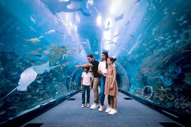 ドバイ水族館と水中動物園