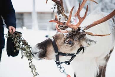 Levi: Besøg på husky- og rensdyrfarm med snescooterkørsel