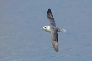 South Queensferry: Fuglekigging med RSPB-guide