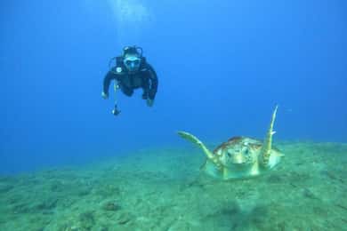 Fun Dive for Certified Divers in Tenerife