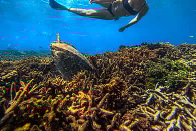Trincomalee: Whale & Dolphin Tour + Navy Island Snorkeling