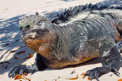 Galapagos: tour premium 4 giorni/3 notti all'insegna del lusso e della natura
