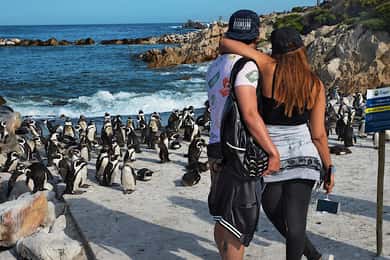 Cape Town: CAPE OF GOOD HOPE AND PENGUINS PRIVATE FULL DAY.