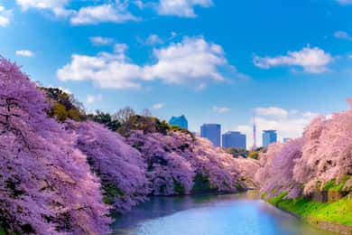 Excursión Exprés a los Cerezos en Flor de Tokio con paseo en barco