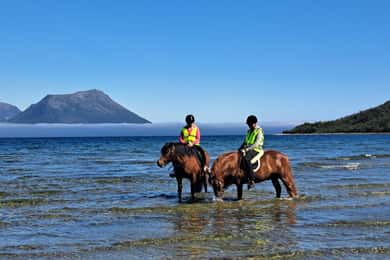 Tromsø: Lyngen Horse Summer Riding Experience