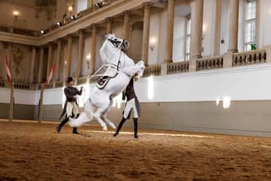 ウィーン：スペイン乗馬学校 45 分間のパフォーマンス ショー