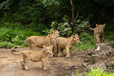 Gujarat Parque Devalia ( Devaliya ) Safari guiado en Jeep