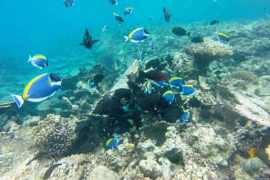 Hurghada: Day Snorkeling with Dolphins