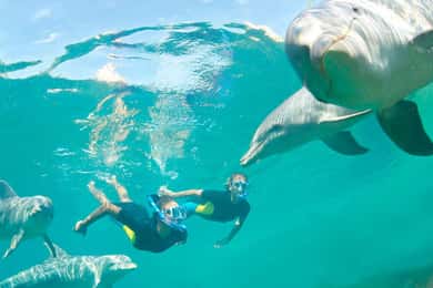 Ocean Symphony: l'experiència de trobar-te amb dofins i balenes