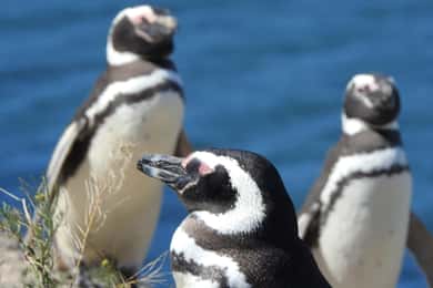 Croisière commentée Peninsula Valdes Puerto Madryn Passagers de la croisière
