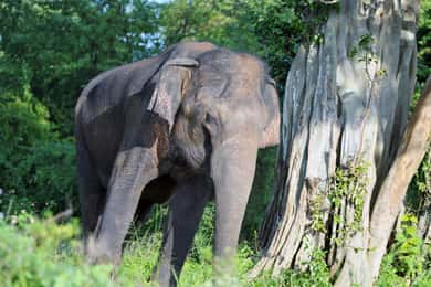 From Colombo: 3-Day Hill Country Escape with Train Ride