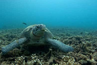 Koh Tao: Snorkeltur og solnedgang