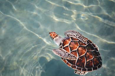 Galle Day Tour & transfers : from Ella/Yala/Udawalawe & More