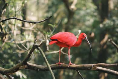 Trinidad: Combination - City Tour, Maracas Bay, Caroni Swamp