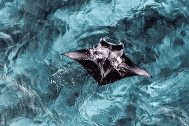 Vanuit Ceningan: snorkelen met mantaroggen & landtour