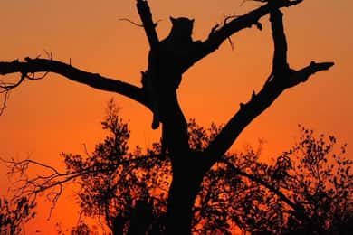 Hoedspruit: Evening Safari In Greater Kruger Private Reserve