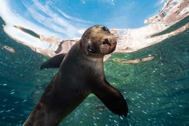 Espiritu Santo Island: Snorkeling Sea Lion Adventure