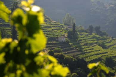 Samos: Nightingale Valley Manolates Hiking with Bus Transfer