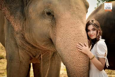 Elephant Jungle Sanctuary Feeding Experience