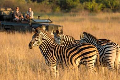 1/2 Day Tala Game Reserve & Lion Park Tour From Durban
