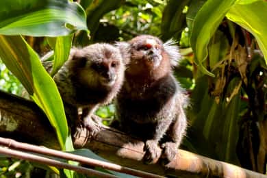 Rio: Tijuca Rainforest Waterfalls & Caves Hike