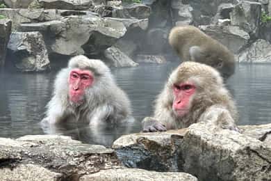 Shuttle Van Tour Snow Monkey Park To/From Tokyo 23 Wards