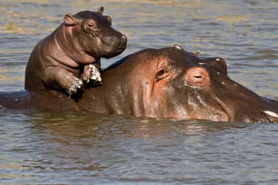 1/2 Day iSimangaliso Boat Safari Tour From Richards Bay