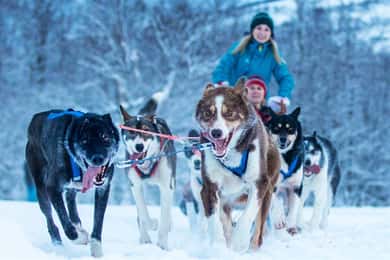 Narvik: Hundspannstur med Husky Isogaisa