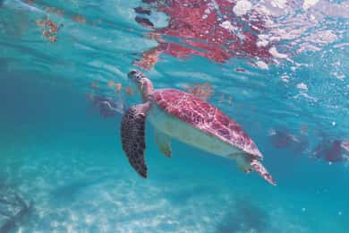 Akumal: snorkeltour met zeeschildpadden en ondergrondse rivier